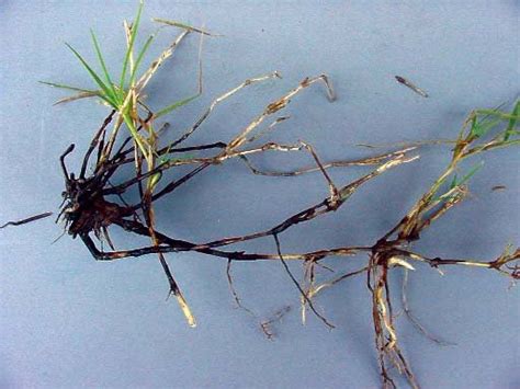 Black Roots And Stolons Of Infected Bermudagrass Download Scientific