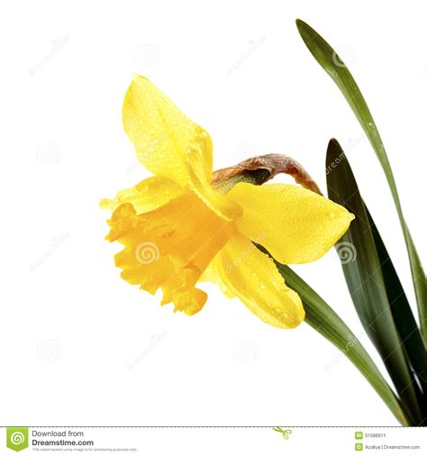 Yellow Beautiful Flower Of A Narcissus Stock Image Image Of Bloom