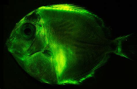 Photos Glowing Fish Study Finds Widespread Biofluorescence Among Fish