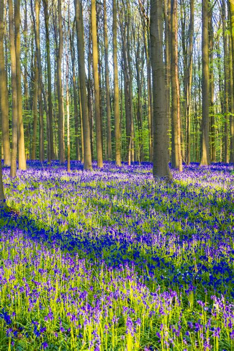 615 Belgium Bluebells Photos Free And Royalty Free Stock Photos From