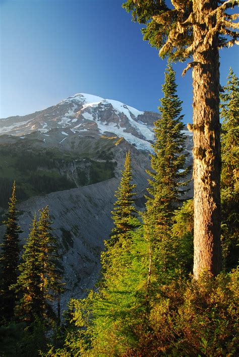 Nisqually Vista Trail Mount Rainier National Park Hiking In Washington