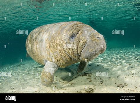 West Indian Manatee Trichechus Manatus Latirostris Florida Stock Photo