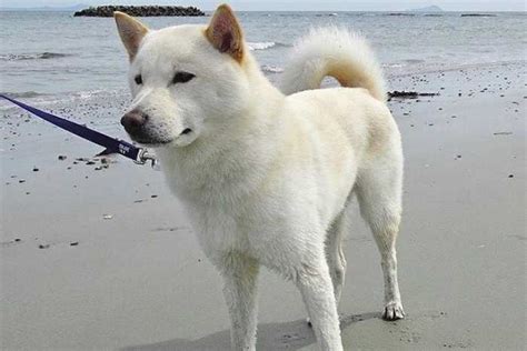 Perro Hokkaido Inu Cuidados Carácter Curiosidades Y Fotos Feelcats