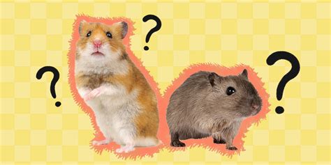 Gerbil Vs Hamster The Differences Between These Tiny Pets Dodowell The Dodo