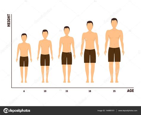 Height And Age Measurement Of Growth From Boy To Man Vector Vector