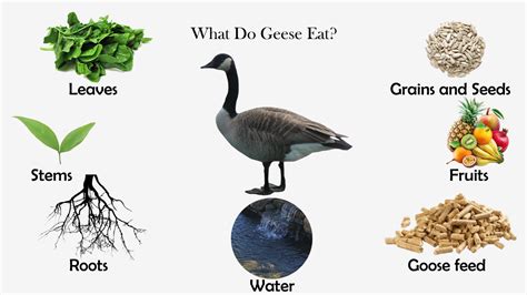 See the related link for more details. What Do Geese Eat? | Feeding Nature