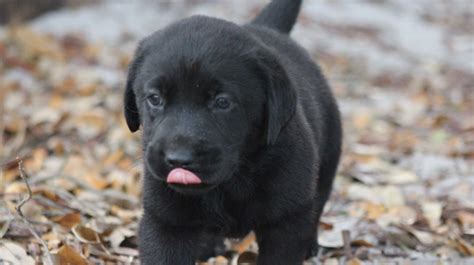 When piper first came home, i scoured the internet for puppy growth pictures, puppy weight charts, and personal anecdotes of puppy growth. Black Lab Puppies for Sale - MiamiSprings.com | Miami ...