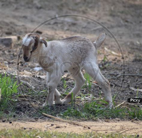 Image Of Lovely Baby Goat Running On Grass Patara India Rz063078 Picxy