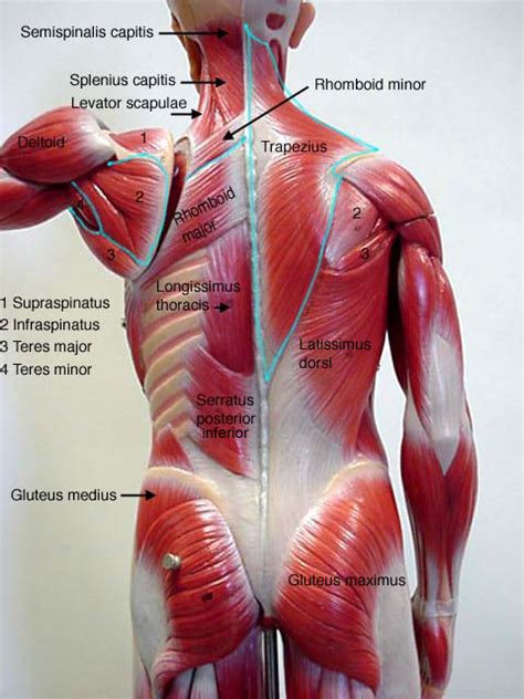 Muscle Anatomy Labeling Muscle Labeling Posterior Human Anatomy Diagram The Best Porn Website