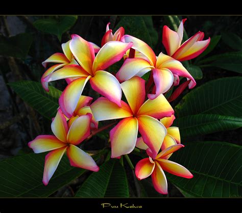 Beautiful Hawaiian Flowers Wallpaper Images Wallpapersafari
