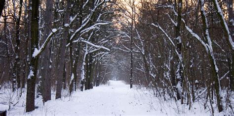 Filewinter Forrest Near Budapest Hungary Wikimedia Commons