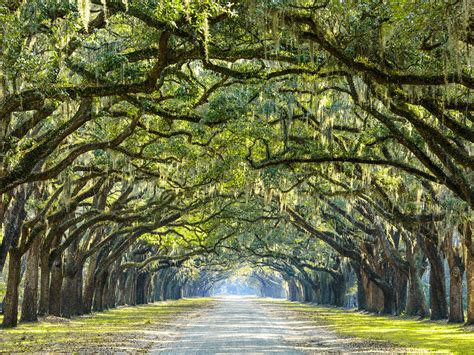 Tree Lined Street