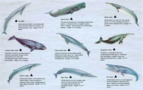 Different Types Of Whales Chart