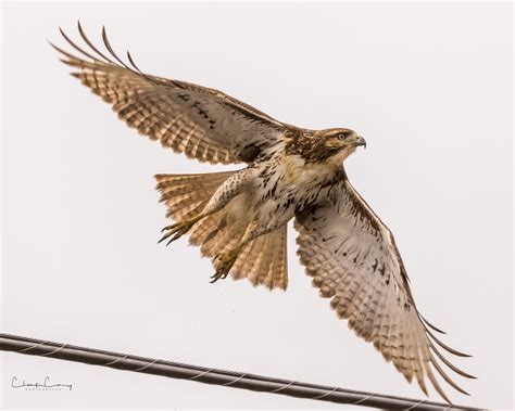 Juvenile Red Tailed Hawk In Flight By Charliecurry