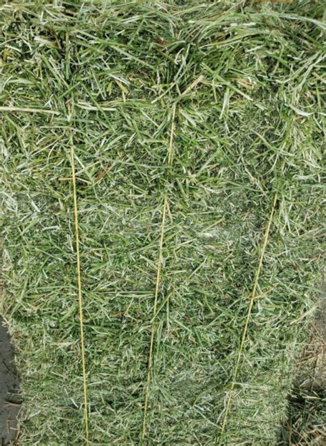 Alfalfa Hay Foreign Trade Online