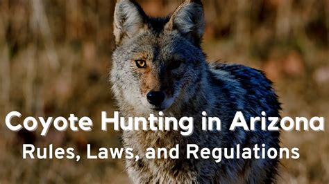 Coyote Hunting In Arizona Rules And Regulations 2023 2024