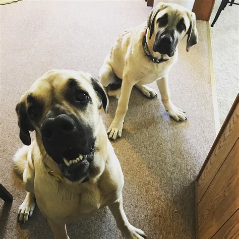 We did not find results for: Advanced Animal Chiropractic - Home | Facebook