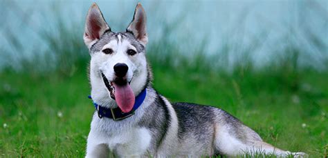 Husky Mixes 20 Strikingly Beautiful Husky Mixed Breeds