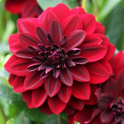 Send a get well soon flowers with balloons to brighten up a hospital room and wish them a speedy recovery or congratulate the parents of a new born baby boy or girl. Buy decorative dahlia tuber Dahlia Arabian Night: £3.99 ...