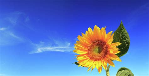 Sunflower On Blue Sky Background Photograph By Konradlew Fine Art America