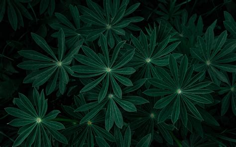 Download Wallpaper 3840x2400 Plant Leaves Branches Dark Green 4k