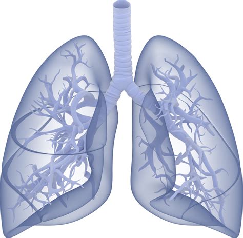 Pin On Lungs