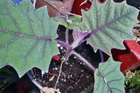 The Outlaw Gardener Solanum Quitoense My Favorite Plant This Week