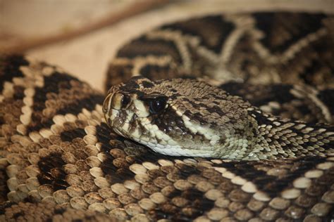 Fileeastern Diamondback Rattlesnake 002 Wikimedia Commons