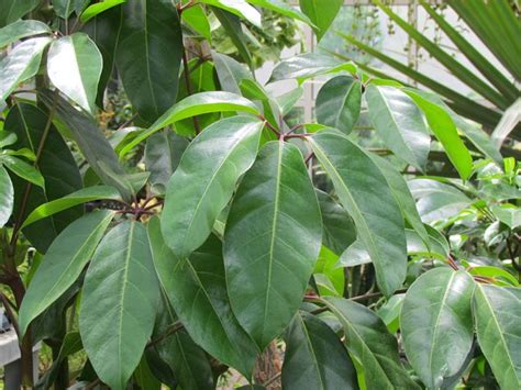Le piante grasse pendenti, sono piante ornamentali, collocate in cesti e panieri che vengono sospesi su mensole e ripiani, o fissati con sostegni al soffitto, cosi da le piante grasse pendenti, si prestano ad abbellire ambienti diversi, esterni ed interni, come terrazze, giardini, e interni di ogni tipo. Schefflera - Piante da interno - Come curare la schefflera