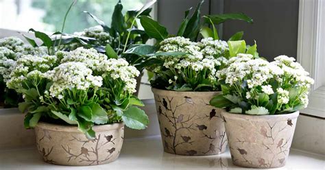 Bringing Your Houseplants Indoors For Winter