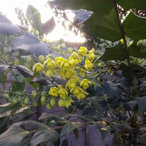 Mahonia Winter Yellow Flowers Planting Flowers Plants Evergreen Shrubs