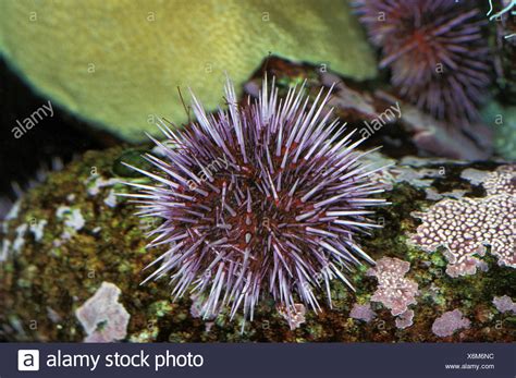 Purple Sea Urchin Strongylocentrotus Purpuratus