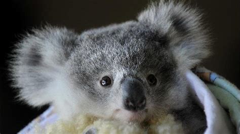 Koala Koala Bear Baby Animals
