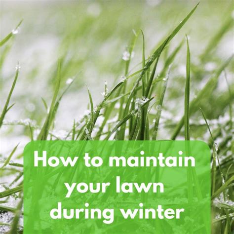 How To Maintain Your Lawn During Winter Winter Lawn West Midlands