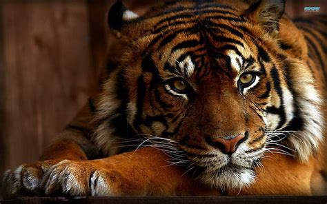 멋진 호랑이 호랑이 강력한 동물 동물 HD 배경 화면 Wallpaperbetter