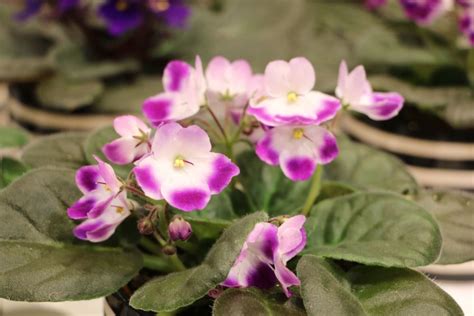 How Do You Take Care Of Saintpaulia Ionantha African Violet