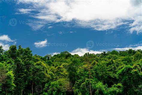 Dense Green Tree In The Forest With Blue Sky And White Clouds On Sunny