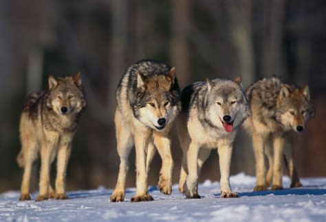 Oregon Wolf Population Grows Gohunt