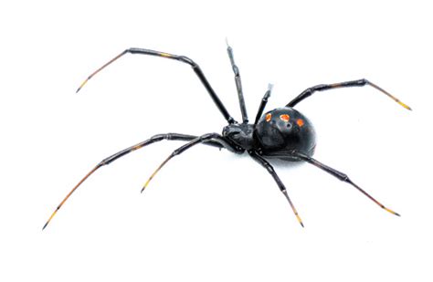 Latrodectus Mactans 남부 블랙 위도우 또는 신발 단추 거미는 Latrodectus 속의 거미의 독이 있는