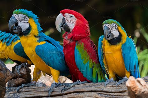 Colorful Macaw Parrots High Quality Animal Stock Photos ~ Creative Market