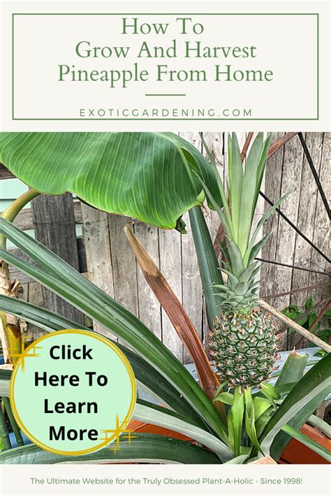How To Grow And Harvest Pineapple From Home Exotic Gardening