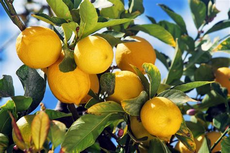 When To Fertilize Citrus Master Gardener Association Of San Diego County