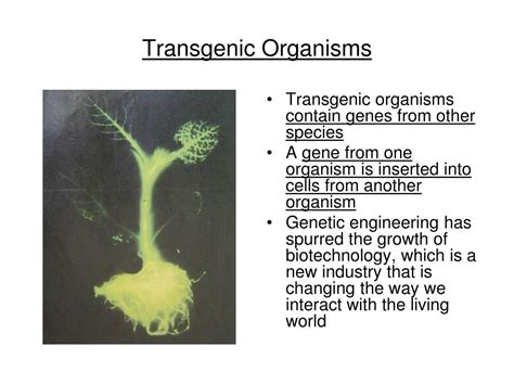 The transgenic organism is an organism that has altered genes either by the insertion of one or several foreign genes originating from the same species or the genus or by the deletion or inactivation of the selected genes (knockout organisms). PPT - Human Molecular Genetics PowerPoint Presentation, free download - ID:5722798