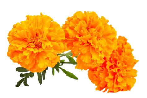 marigold png 10 free Cliparts | Download images on Clipground 2021 png image