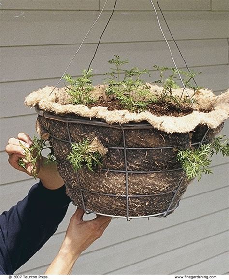 How To Make And Plant A Hanging Basket