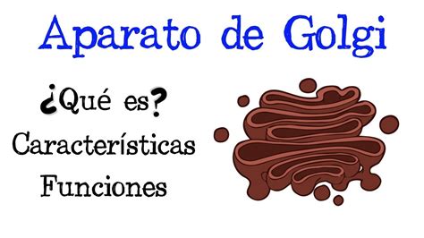 🌐 ¿qué Es El Aparato De Golgi 💥 Características Y Funciones Fácil Y