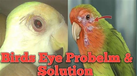 Eye Infection In Birds Video No124 Youtube