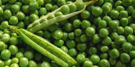 Different Types Of Peas With Pictures Yard Surfer