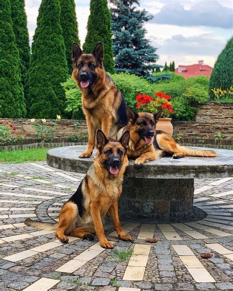 Beautiful Pack 😍 German Shepherd Puppies Training Gsd Shepherd Dog