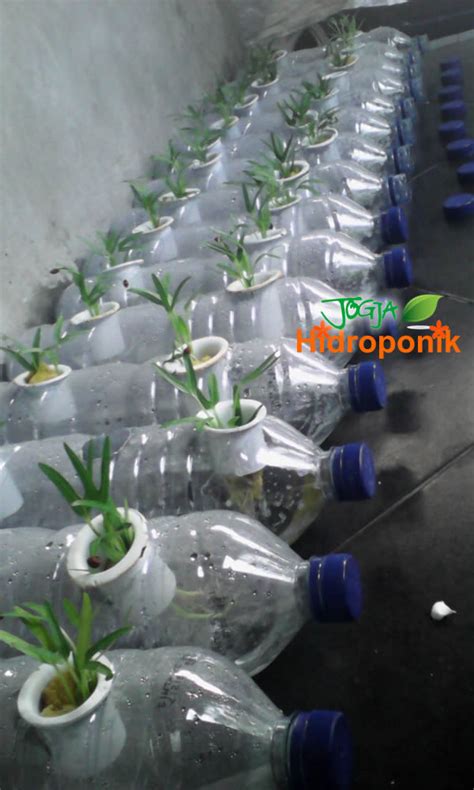 Cara Buat Tanaman Hidroponik Dari Botol Aqua Kumpulan Tips